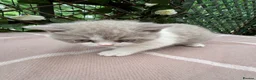 British Shorthair cats for sale: Lilac bi British shorthairs  - Advert 15