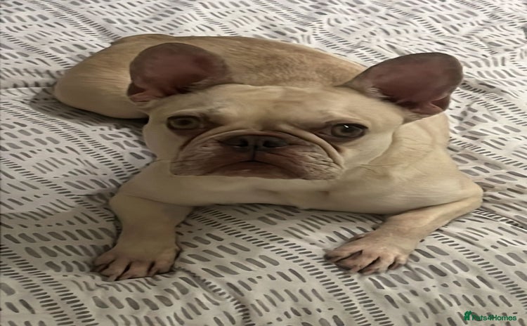 French Bulldog dogs - Advert 16