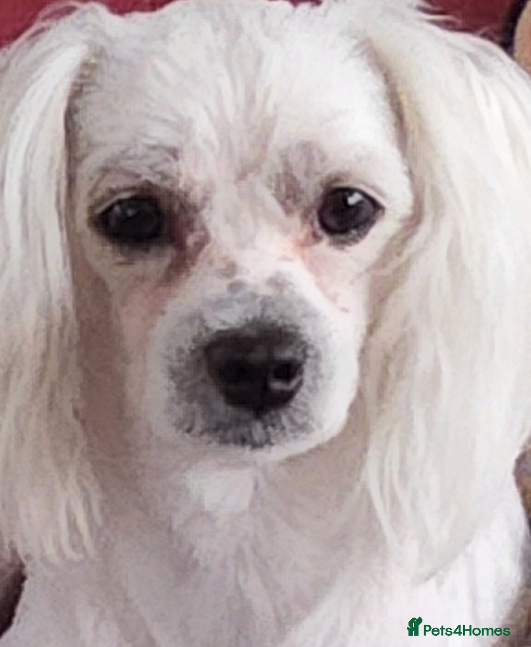 Maltese dogs for sale: 2 gorgeous Maltese boys - Advert 6