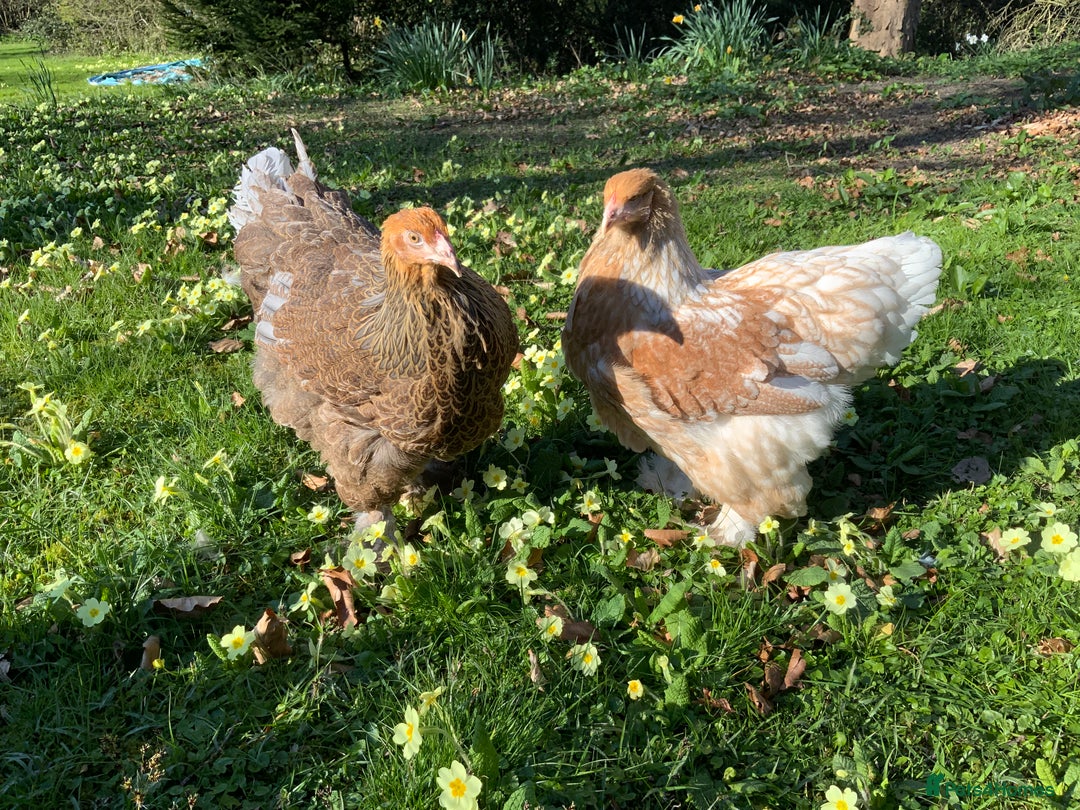 Chickens poultry for sale: Silkie, Pekin, Polish, Brahma, Faverolle Hens  - Advert 9