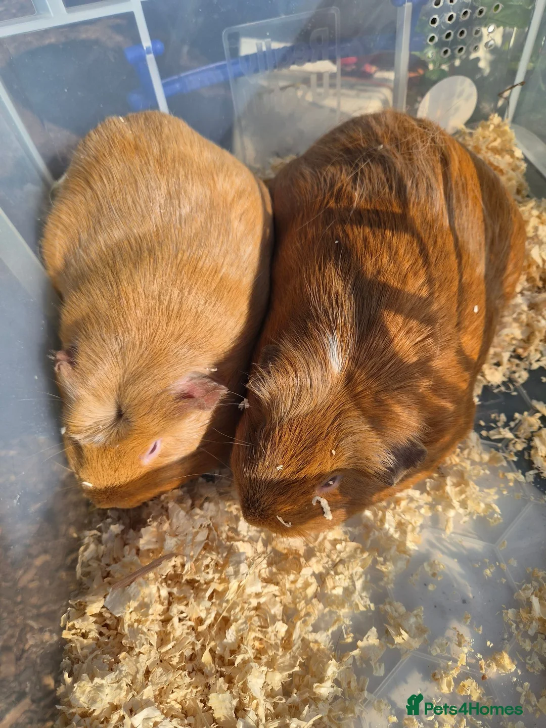 Guinea Pig rodents for sale: Guinea pigs for sale  in Manchester - Advert 2