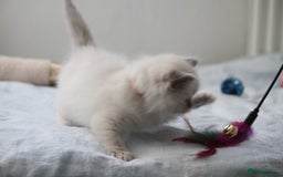 Ragdoll cats for sale: Active TICA princesses 👑❤️🩷💜 - Image 22