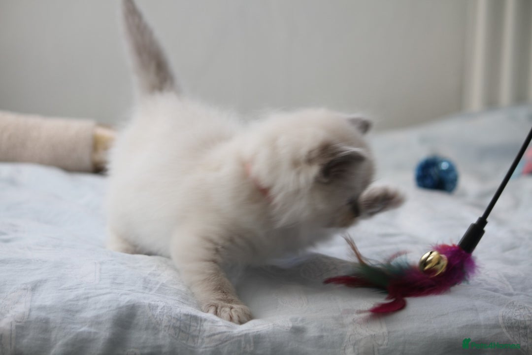 Ragdoll cats for sale: Active TICA princesses 👑❤️🩷💜 - Image 22
