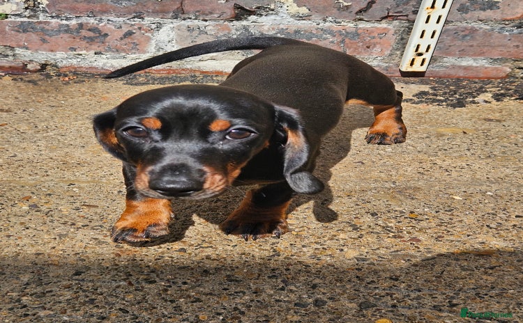 Miniature Dachshund dogs - Advert 1