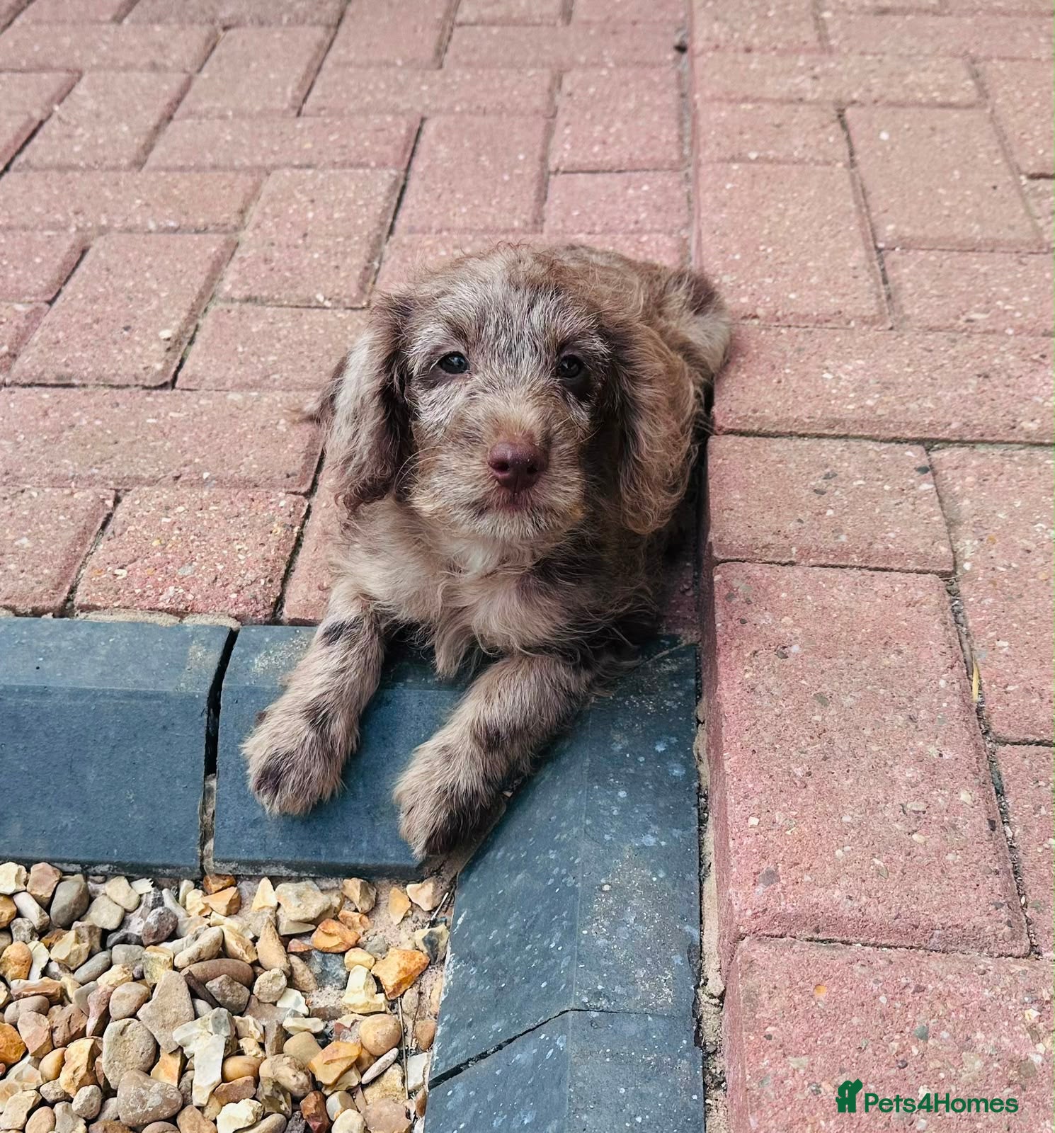Jackapoo dogs READY NOW - Jackapoo Puppies - Advert 1