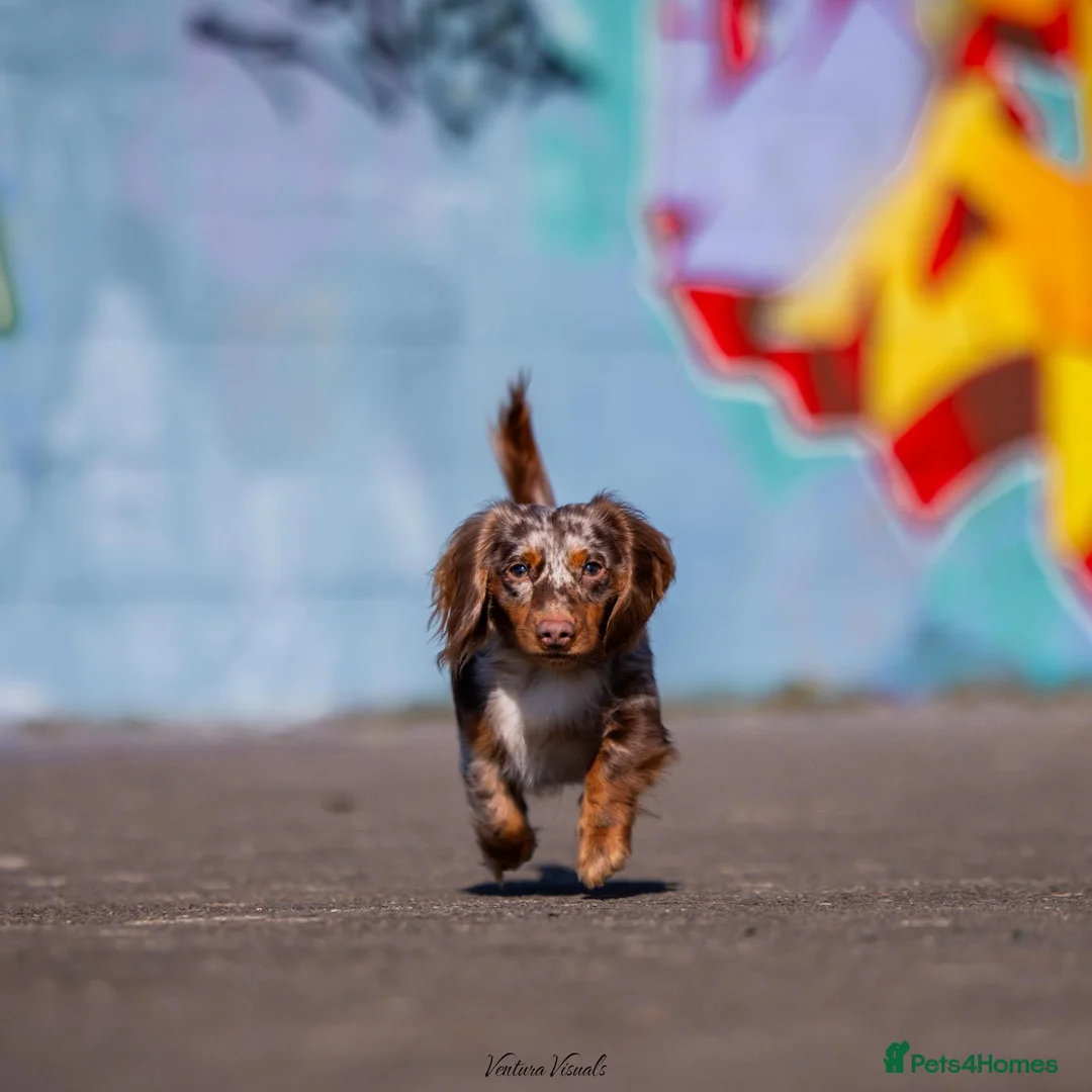 Dachshund dogs for stud: Dapple chocolate tan  in Bedford - Advert 12