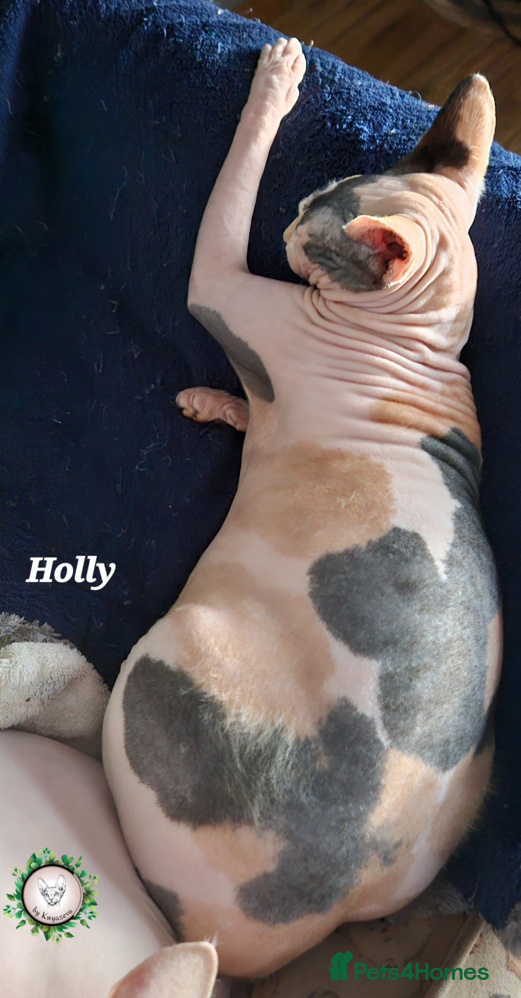 Sphynx cats Ready to go Beautiful Canadian Sphynx  ❤️  - Advert 9