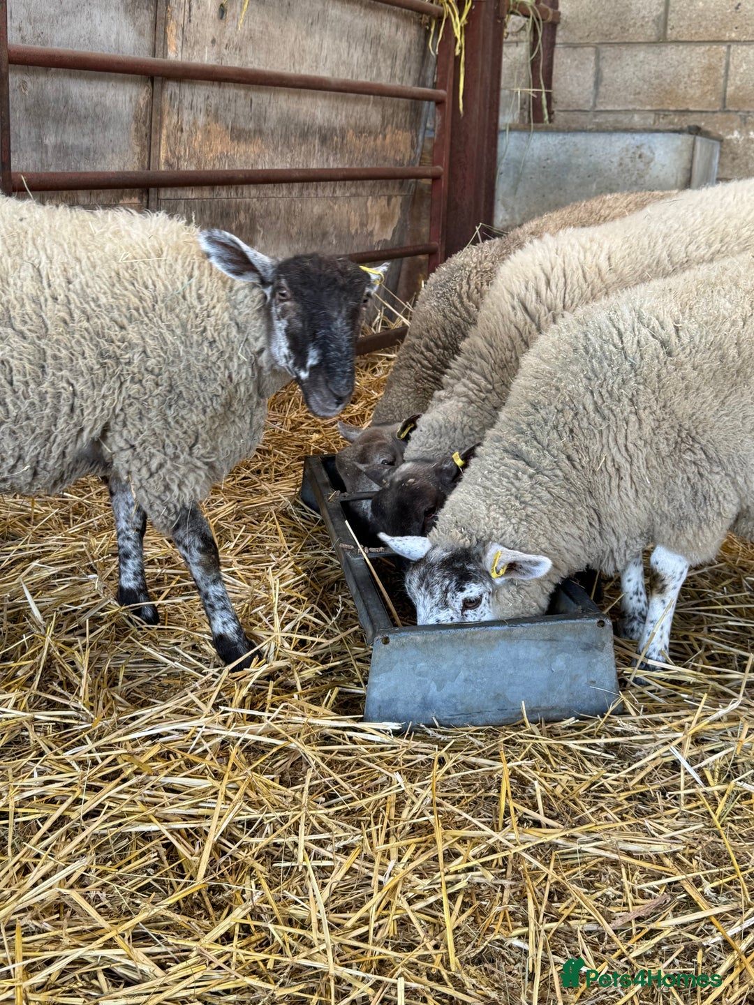 Sheep livestock for sale: Friendly weaned cade lambs - pet home / store  - Image 4
