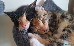 Mixed Breed cats for sale: Beautiful Calico Girl ready to leave now  - Image 1