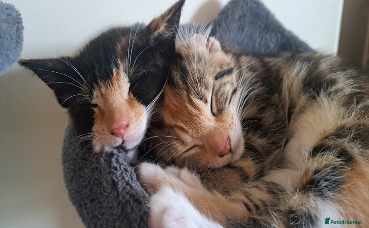 Mixed Breed cats - Advert 9