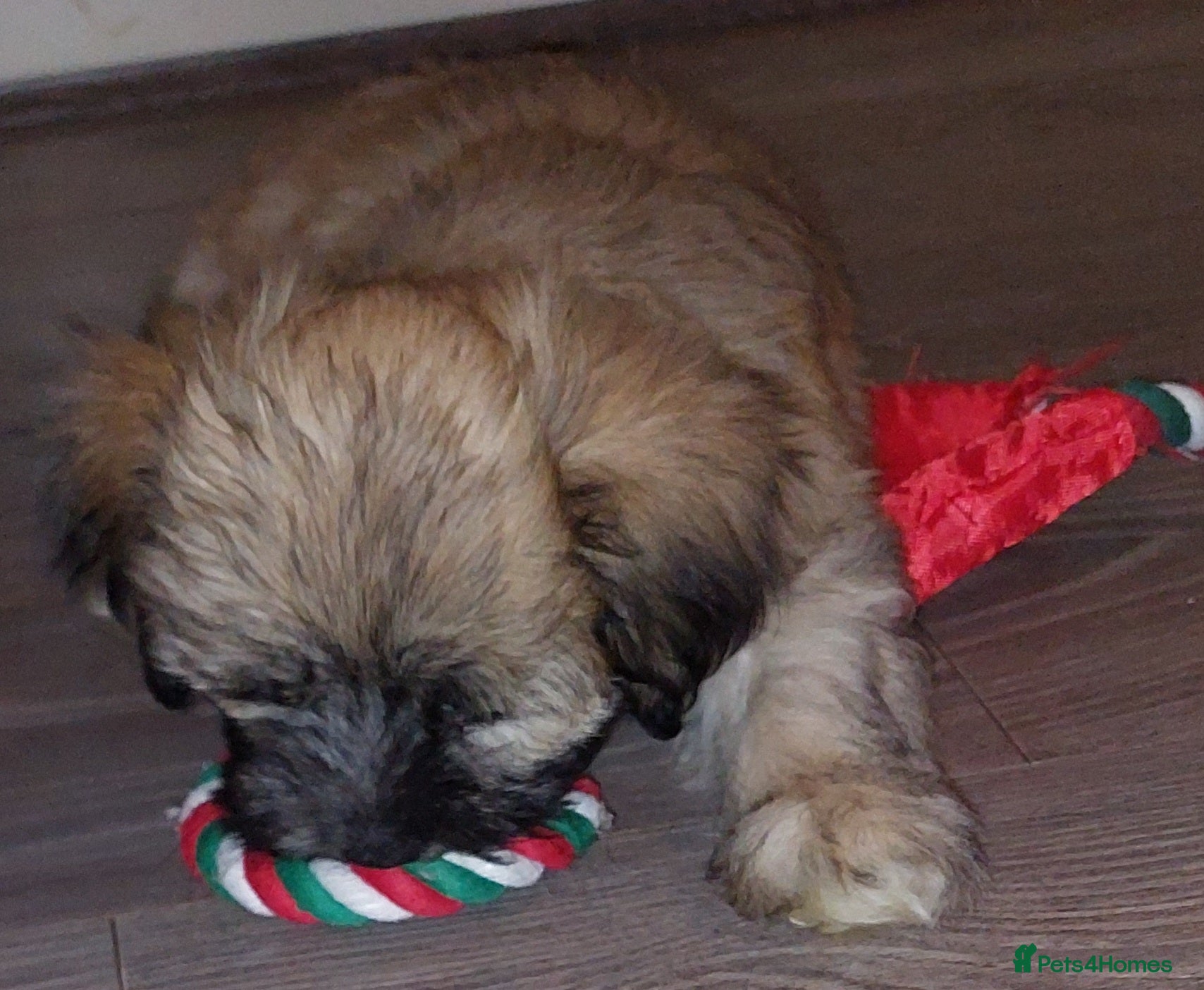 Lhasa Apso dogs KC REG LHASA APSO PUPS(1 boy left  pale blue) - Advert 7