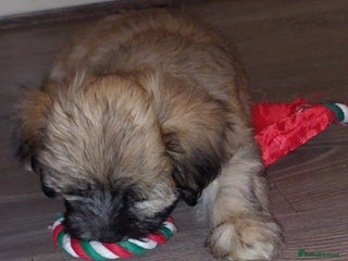 Lhasa Apso dogs KC REG LHASA APSO PUPS(1 boy left pale blue) - Advert 7