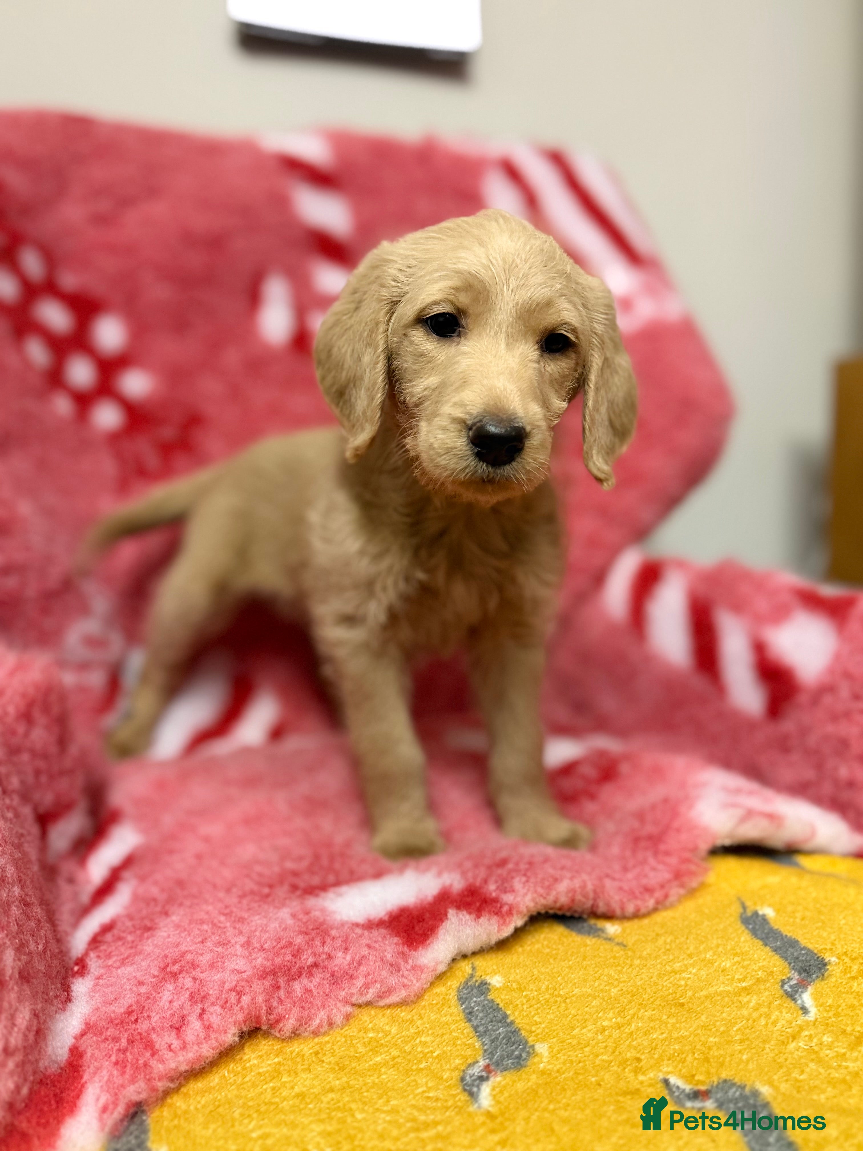 Labradoodle dogs 1 labradoodle girl left  **  - Advert 4