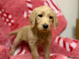 Labradoodle dogs 1 labradoodle girl left ** - Advert 1