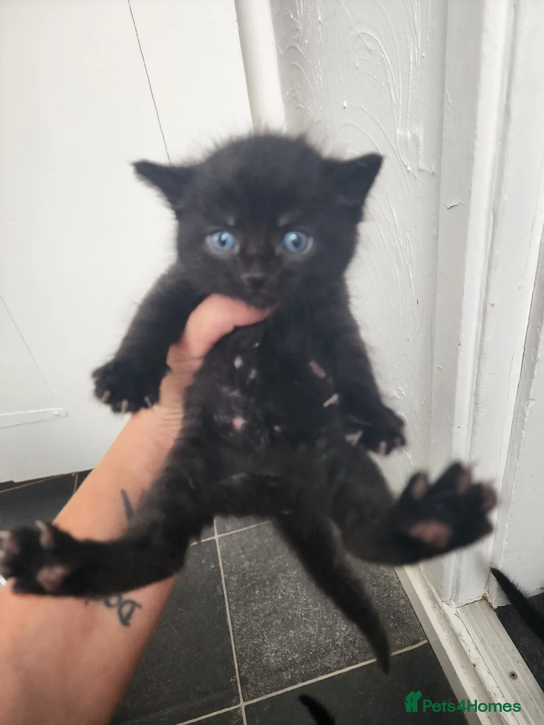 Mixed Breed cats for sale: Beautiful kittens  in Ashford - Advert 2