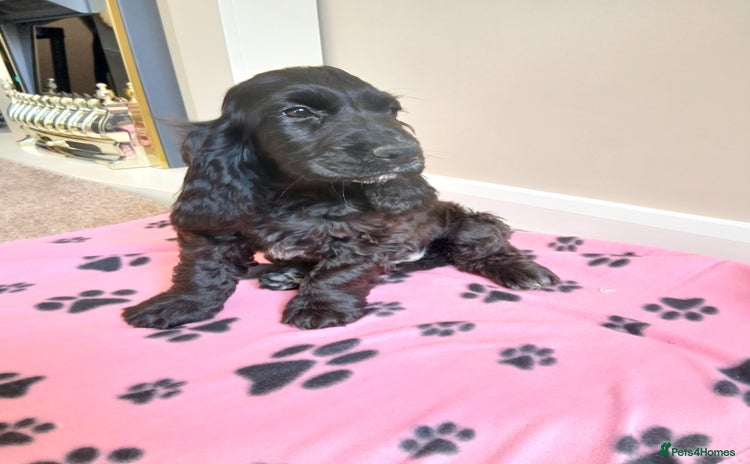 Cocker Spaniel dogs - Advert 5