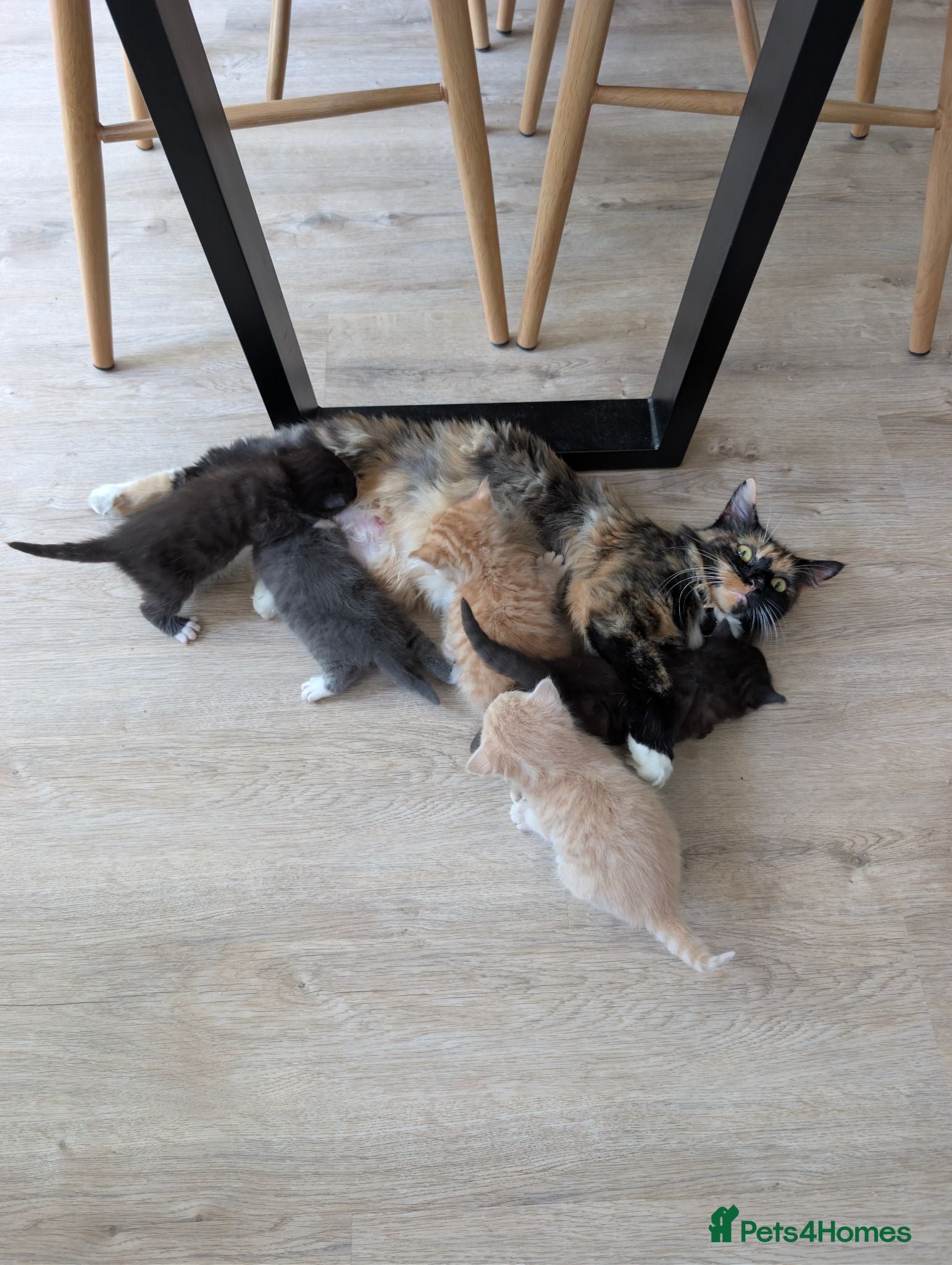 Maine Coon cats Main coon cross kittens!  - Advert 4