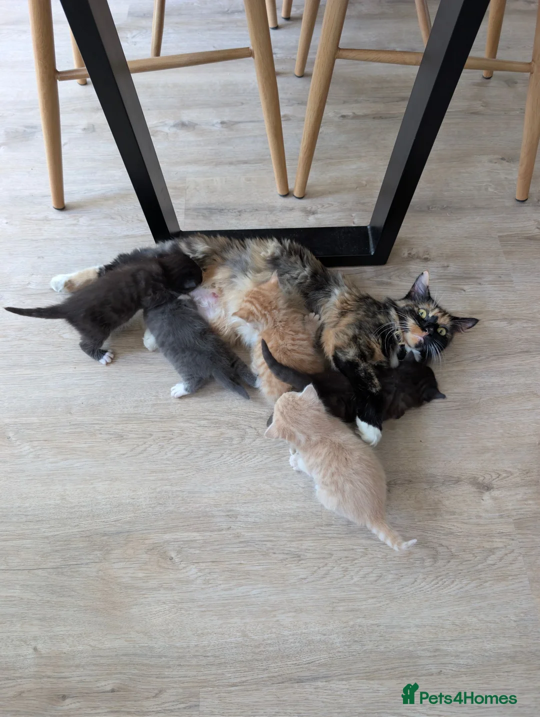Maine Coon cats for sale: Main coon cross kittens!  - Advert 1