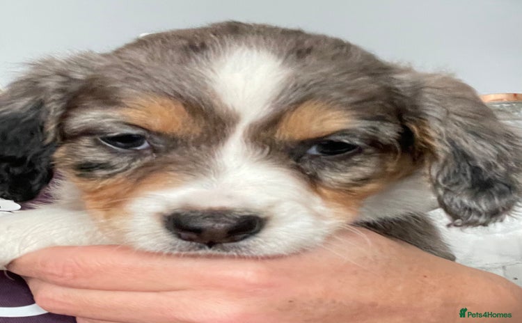 Mixed Breed dogs - Advert 1