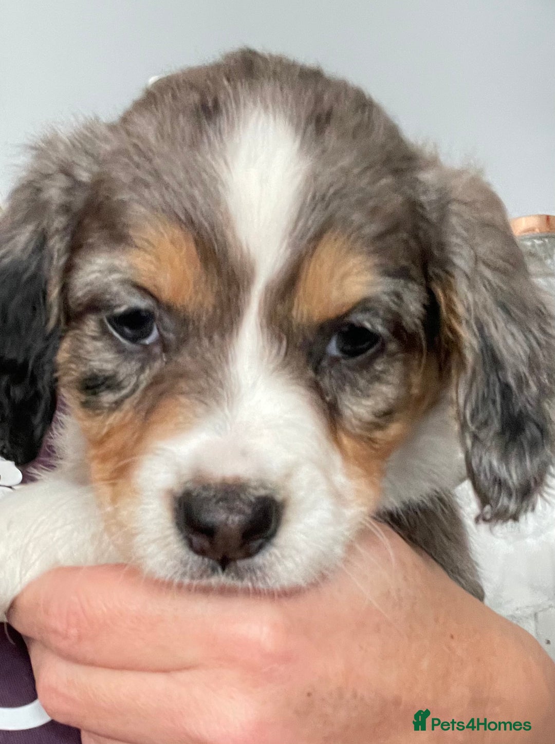 Mixed Breed dogs for sale: Border collie/Cocker Spaniel  - Image 1