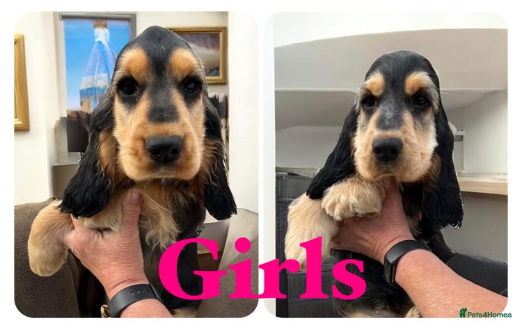 Cocker Spaniel dogs in Gainsborough - Advert 9