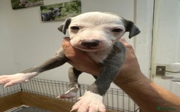 Whippet dogs for sale: Kc reg whippets  - Image 10