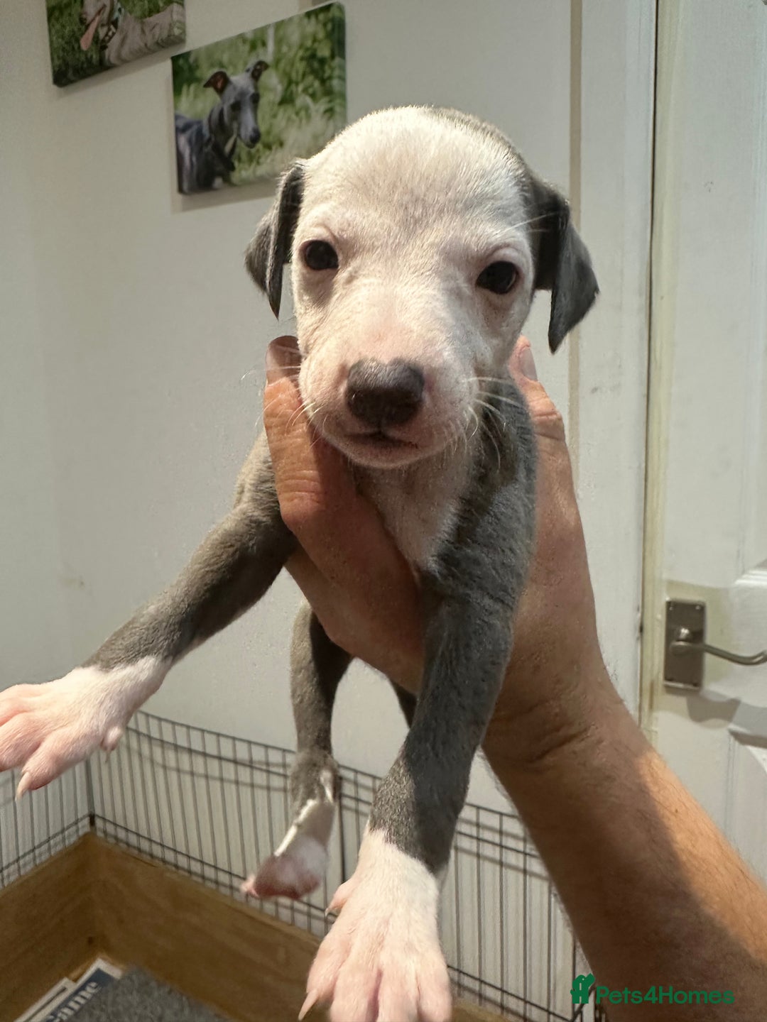 Whippet dogs for sale: Kc reg whippets  - Image 10