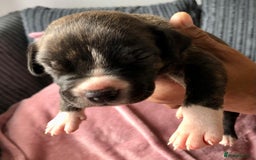 Mixed Breed dogs for sale: American bulldogs  - Image 3