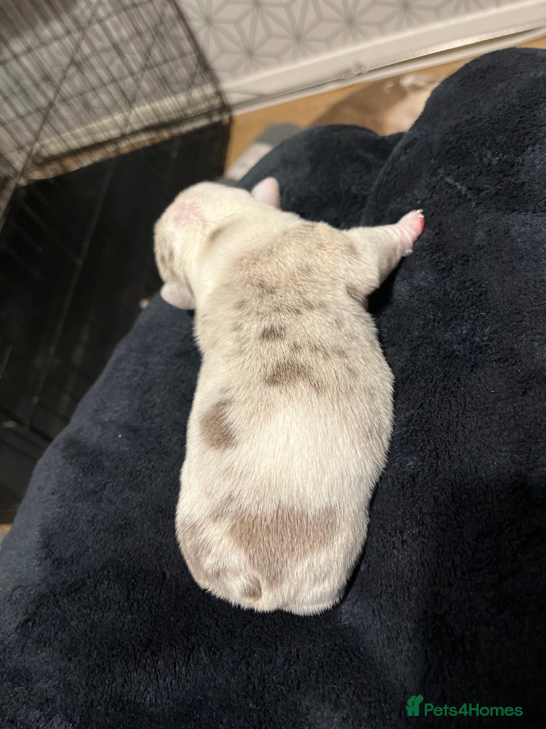 English Bulldog dogs for sale: QC puppies  - Image 25