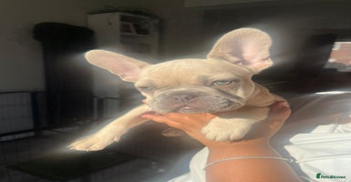 French Bulldog dogs in Wednesbury - Advert 8