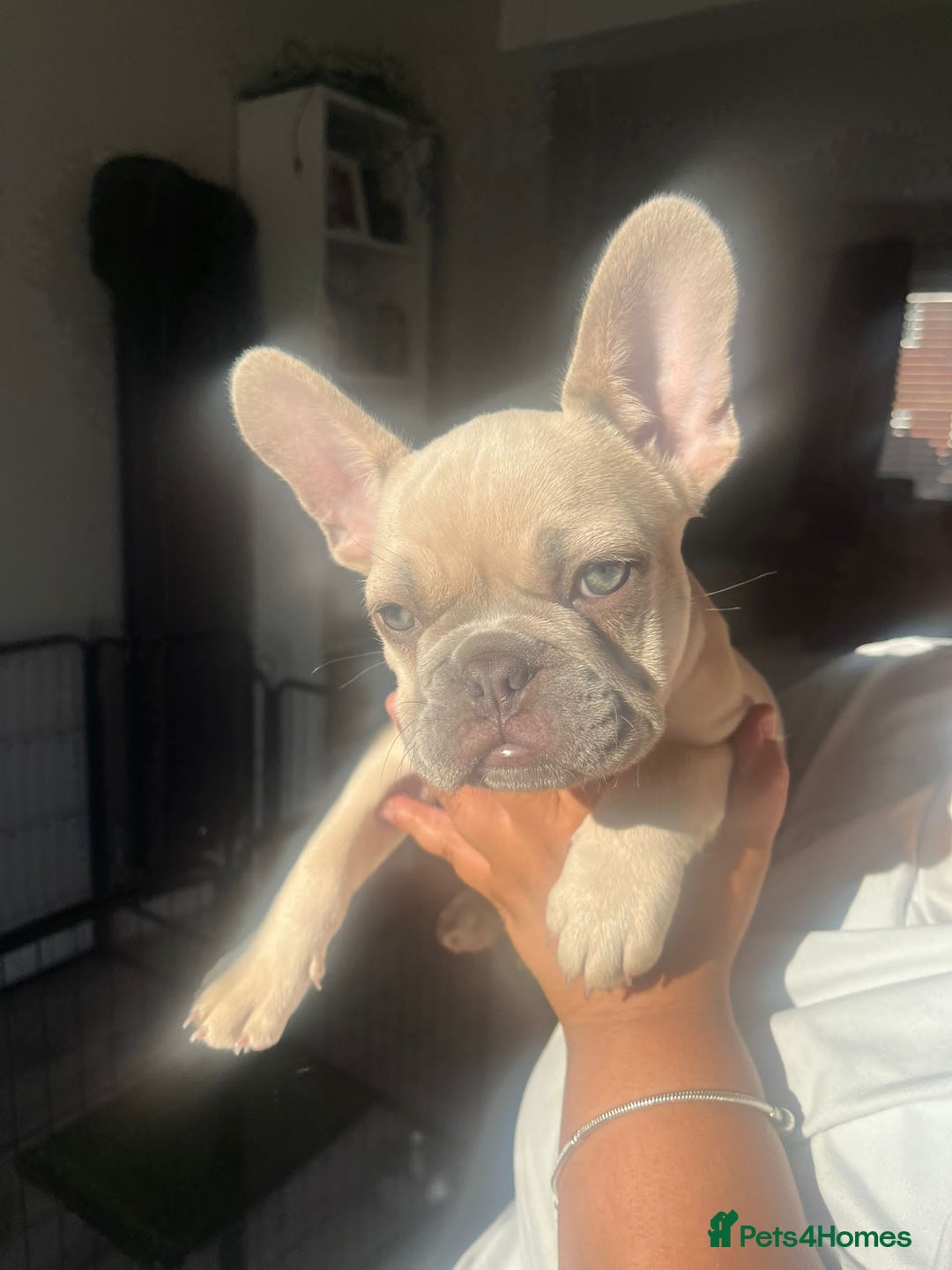 French Bulldog dogs for sale: *REDUCED* 1x Beautiful Male French Bulldog Puppies in Wednesbury - Image 2