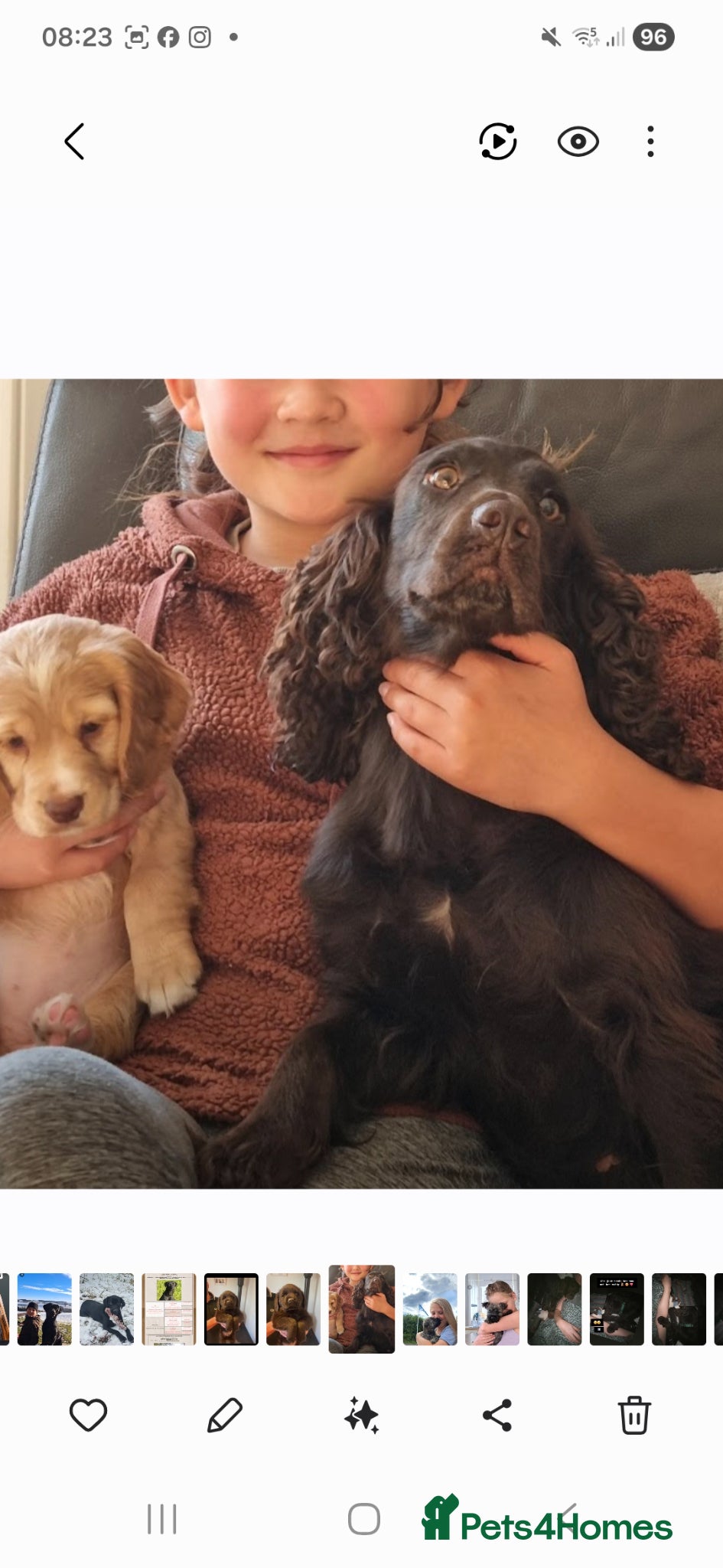 Cocker Spaniel dogs Quality working cocker puppies  - Advert 1