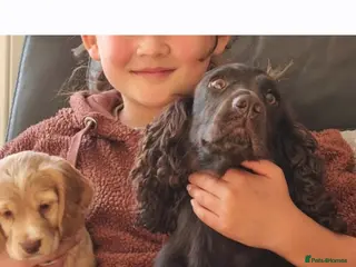Cocker Spaniel dogs Quality working cocker puppies - Advert 2