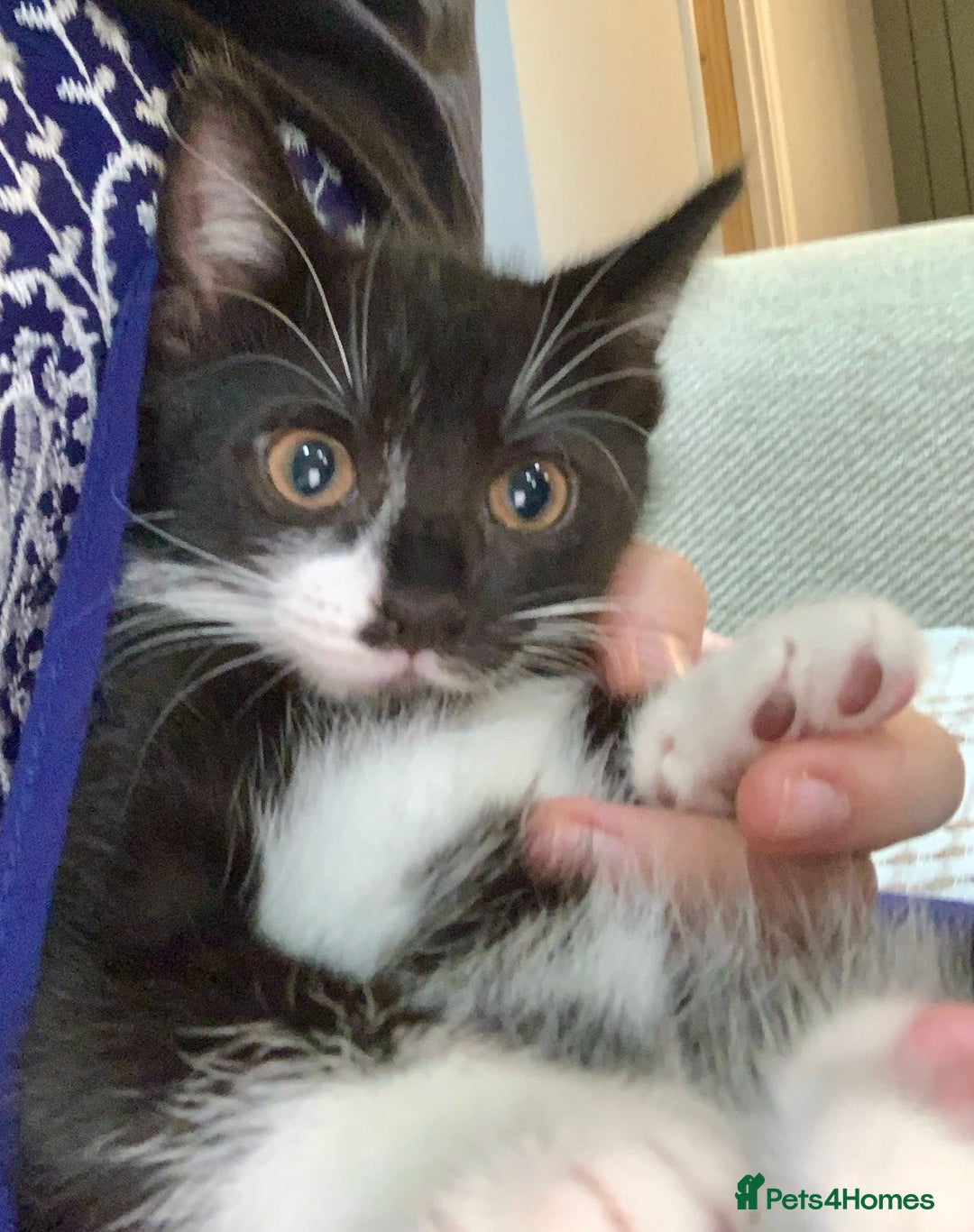 Mixed Breed cats for sale: Fluffy,bengal mixed,energetic kittens - Image 21