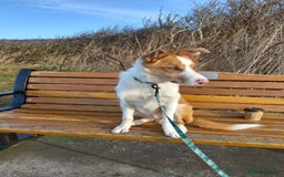 Border Collie dogs for stud: Welsh Border collie for stud  - Image 8