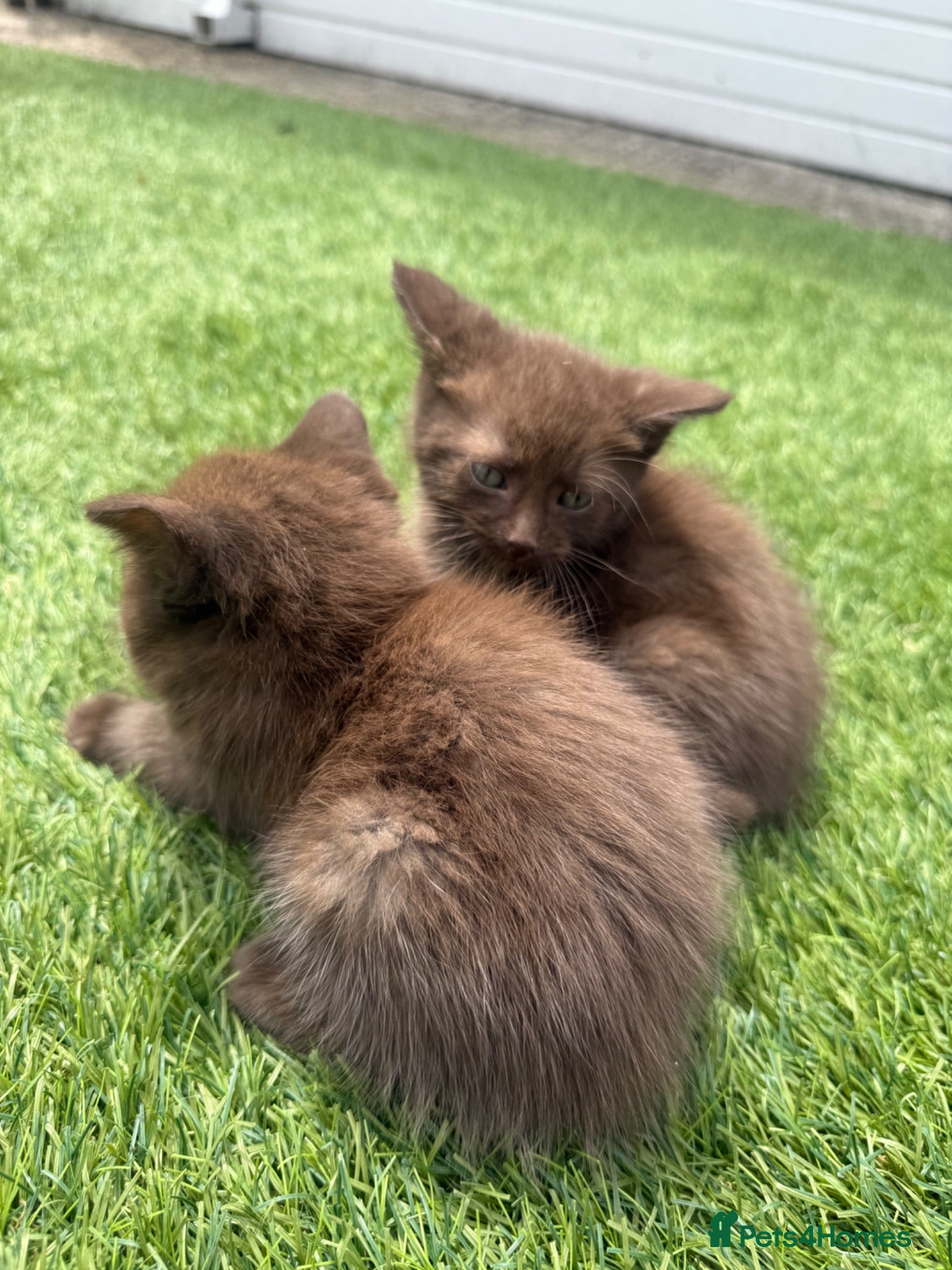 British Shorthair cats Chocolate British short hair kittens - Advert 2
