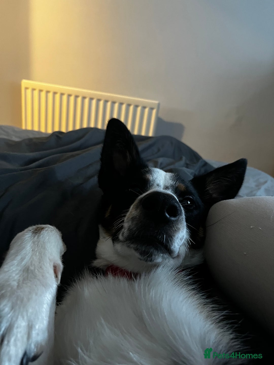 Mixed Breed dogs for sale: Collin  - Advert 3