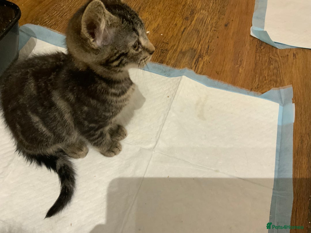 Mixed Breed cats for sale: Beautiful Kittens  - Image 8