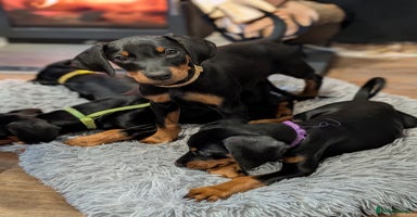 Dobermann dogs Doberman puppies "ready now" - Advert 13