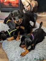 Dobermann dogs Doberman puppies " 2 LEFT ready now" - Advert 5