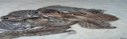 Savannah cats for sale: Super spotty Savannah kittens - Advert 4