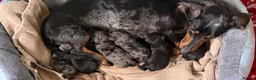 Doxiepoo dogs for sale: Miniature Doxiepoos  in Bathgate - Advert 1