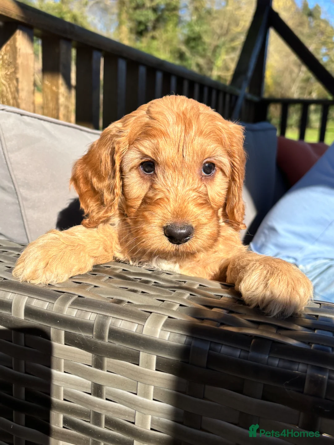 Cockapoo dogs for sale: Last F1 cockapoo boy available 💛 - Advert 1