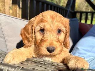 Cockapoo dogs Last F1 cockapoo boy available 💛 - Advert 15