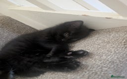 Mixed Breed cats for sale: 2 kittens looking for home - Advert 9