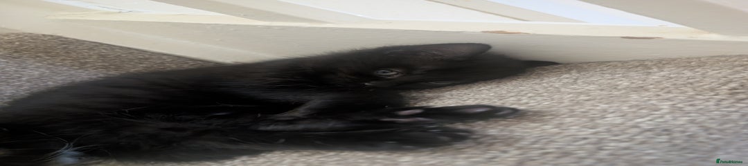 Mixed Breed Kitten 1