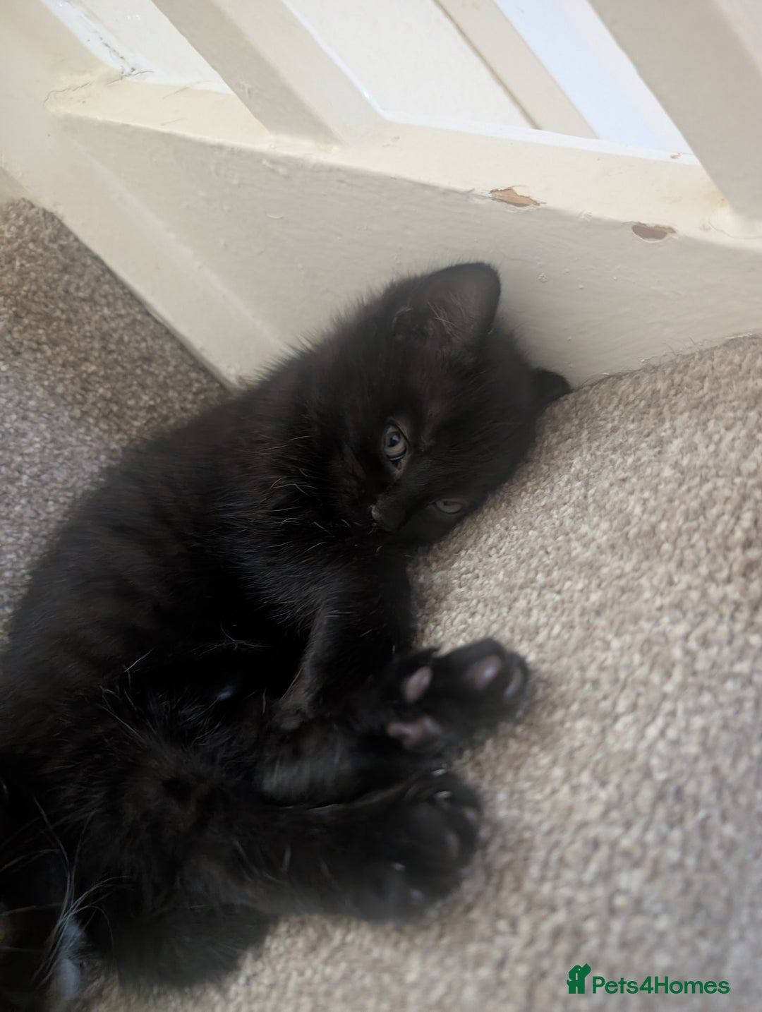 Mixed Breed cats for sale: 2 kittens looking for home - Advert 9