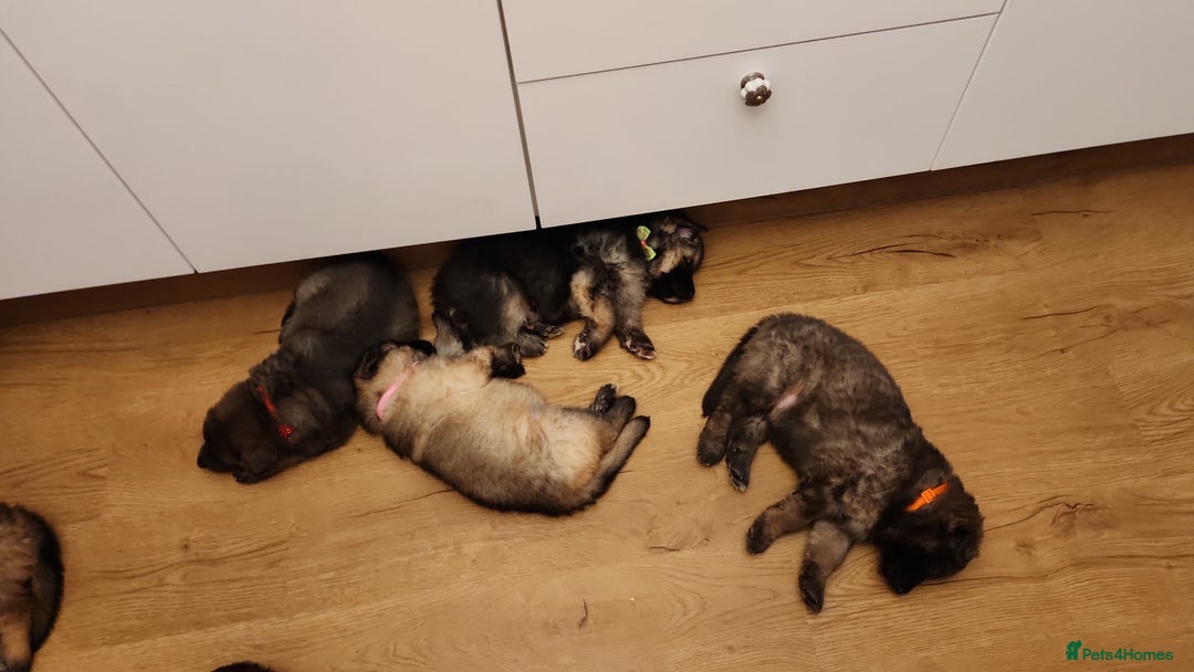 German Shepherd dogs for sale: Medium haired German shepherd pups  - Advert 24