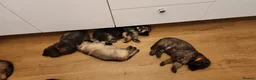German Shepherd dogs for sale: Medium haired German shepherd pups  - Advert 24