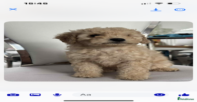 Cockapoo dogs - Advert 6